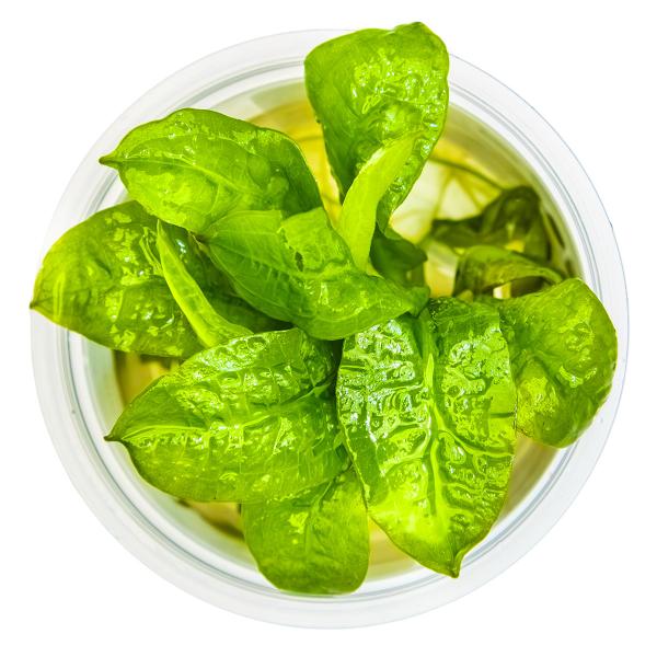 Echinodorus grisebachii 'Tropica'